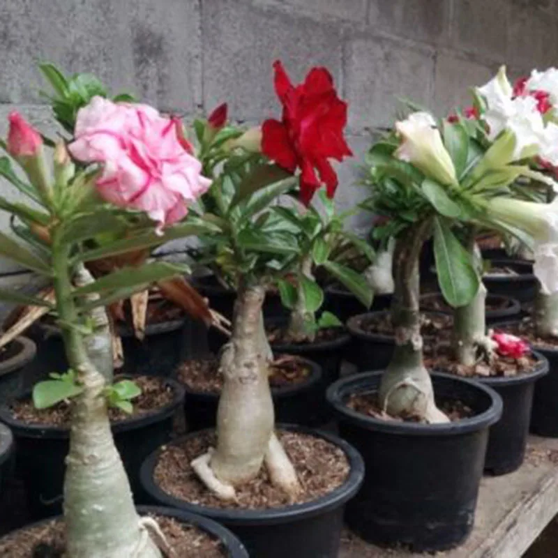 120Pcs Desert Rose Bonsai Mixed Color Varieties Plants Bonsai Indoor potted Adenium Obesum Flower For Garden Decoration BS