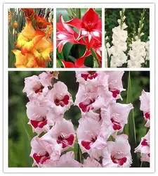 10 шт. Gladiolus bonsais, gladiolus цветок bonsais, 95% прорастание, Редкий меч Лилия bonsais