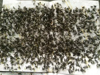 

20pcs/lot Glue Stick Fly Trap Paper Mata Mosca Pega Moscas Fruitfly Traps Gnat killer HouseFly Catchers Pests Insect Control New
