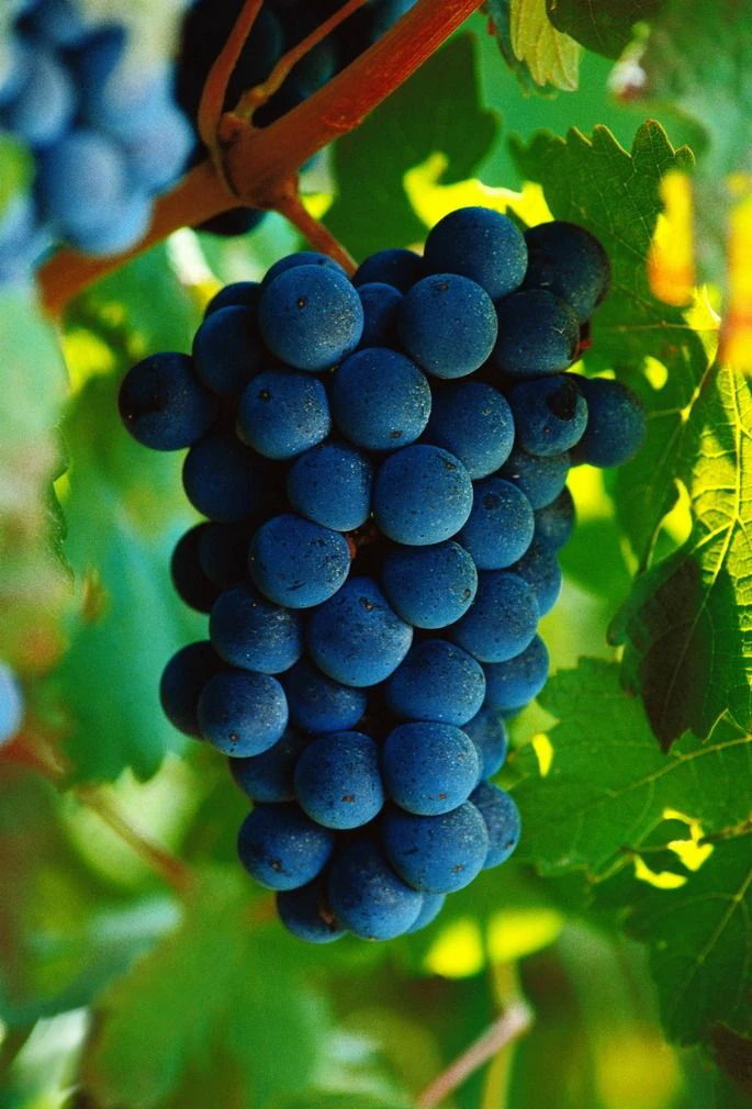 

Sale 50pcs 7 kinds Bonsai grape 100% Genuine Organic Blooming Fruit Garden Plant