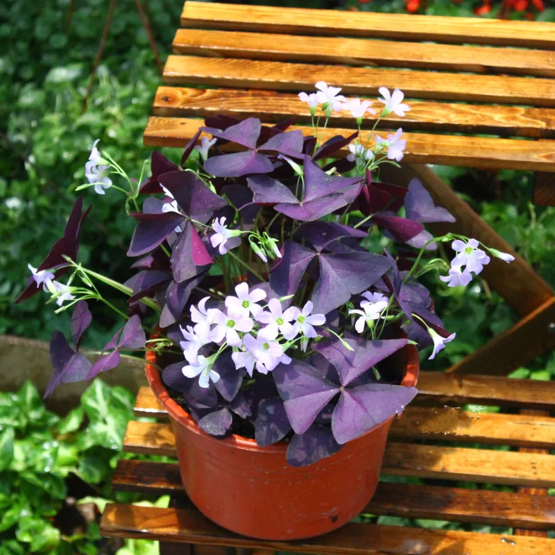 

Oxalis Wood Sorrel Flower Oxalis Purple Shamrock Clover Flower Bonsai Perennial Outdoor for Home Garden 100 Pcs