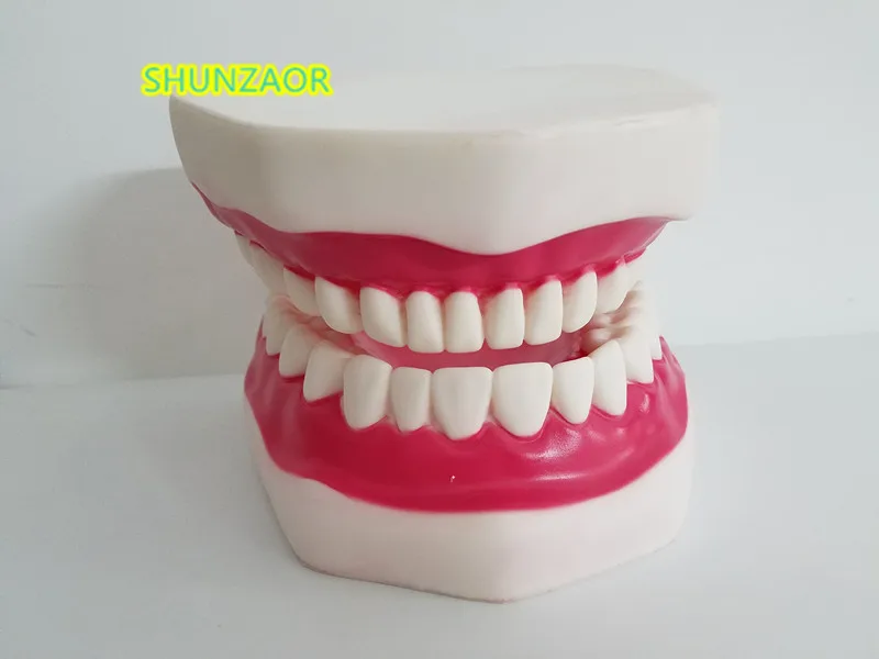 

Denture Teeth Dental ModelsDental Implant Disease Model with Restoration Bridge Tooth Dentist for Medical Science