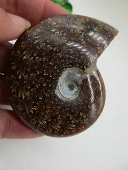 

AAA Natural Colorful Ammonite Fossil Specimen Shell Mineral Healing Crystal Specimens Healing Home Decorations Furnishing