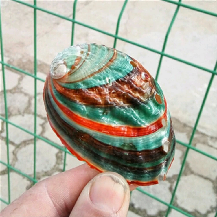 

Natural Conch Shell Colorful Abalone Shell Fish Tank Aquarium Landscaping Wall Decoration 6-7 Cm Mediterranean Ornaments Crafts