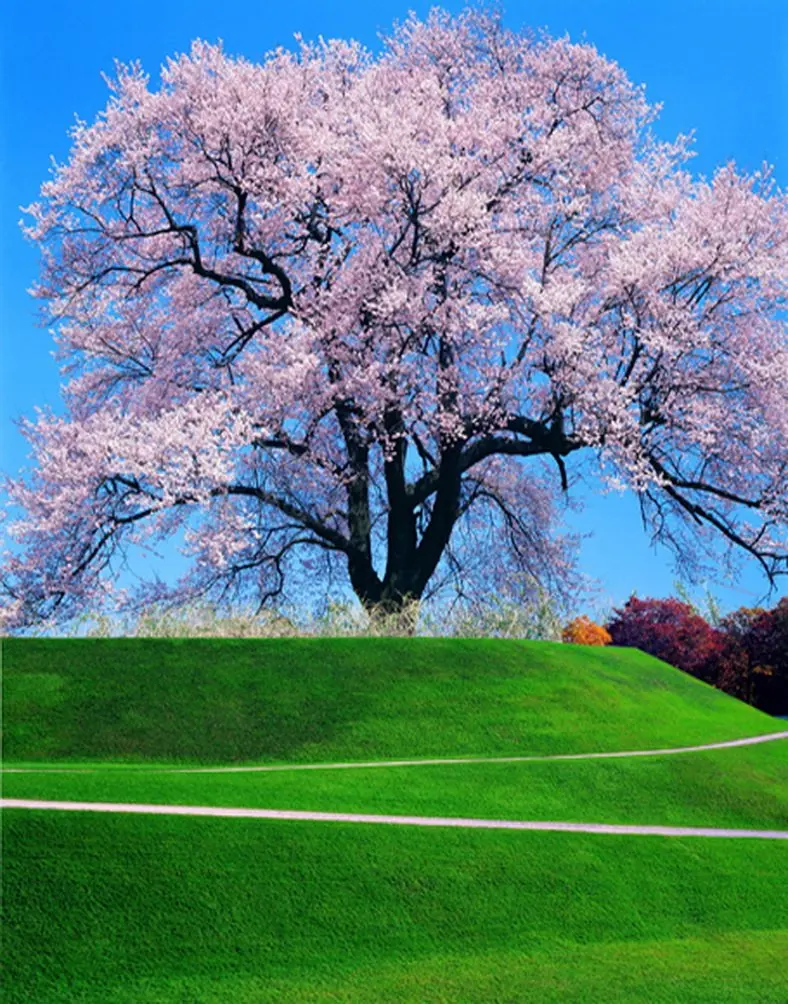 Landscape Pink Flowers Tree Grass Photography Backdrops Photo Props Studio Background 5x7ft | Электроника