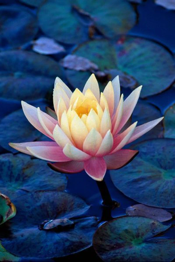 6e64ab892dfd9750f6cad72e8643bcaa