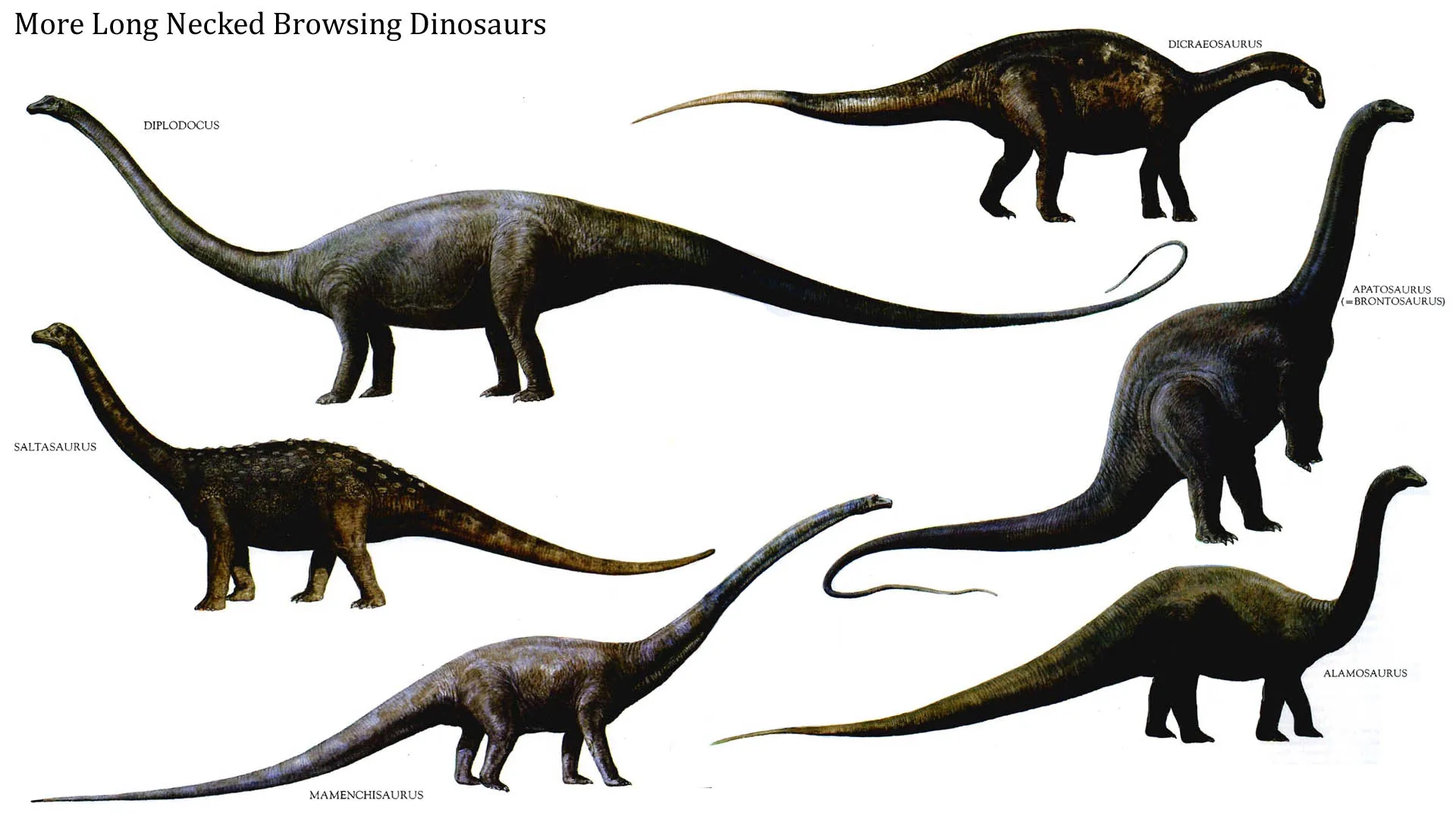 large carnivorous dinosaurs world