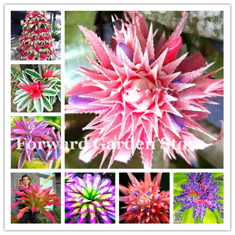 

100 Pcs Bonsai Colorful Bromeliad Bonsai Plants Vegetable Fruit Garden Succulent Mini Cactus Pots Rainbow Children Bonsai Flower