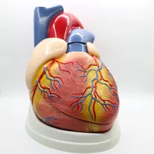 5 fois grand modèle de coeur d'anatomie cardiaque en PVC outil d'enseignement médical Figurines de clinique(China)