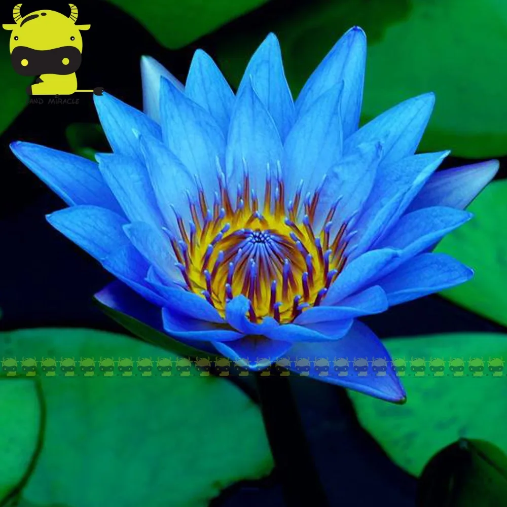 Online Buy Wholesale egypt flowers from China egypt flowers Wholesalers