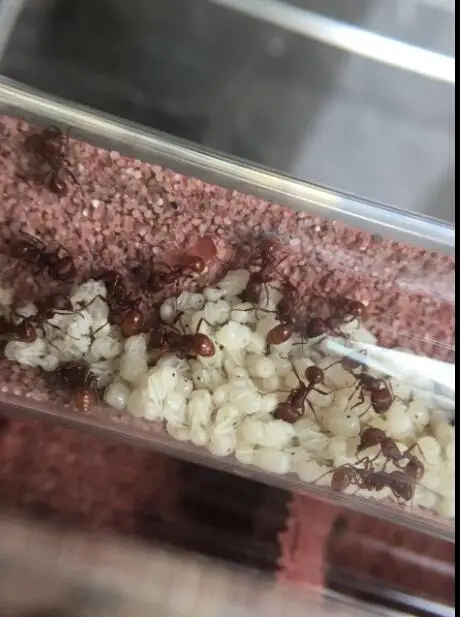 bamboo-ant-nest (5)