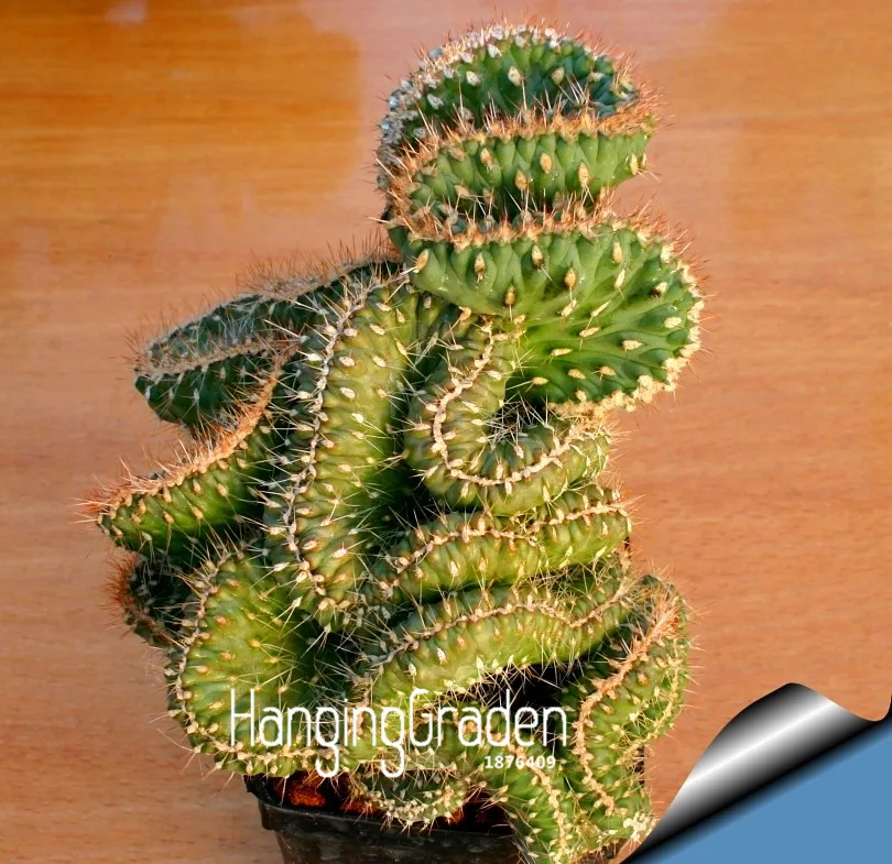 

Hot Sale!Semillas De Flores 100 PCS/Lot Succulents Raw Stone Cactus bonsai Stems Tetragonia Potted Flowers Fleshy,#20EUMZ