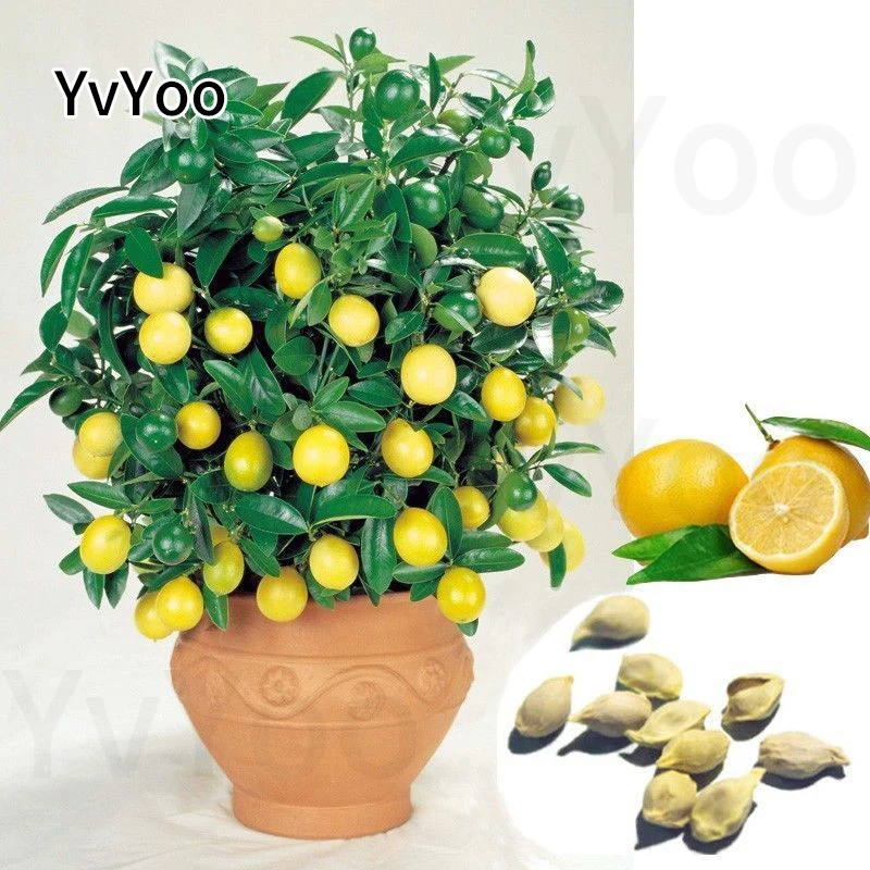 YVYOO Edible Fruit Meyer Lemon bonsai, Exotic Citrus Bonsai Lemon Tree Fresh plants fruit vegetable,20 pcs/bag B27 YVYOO Edible Fruit Meyer Lemon bonsai, Exotic Citrus Bonsai Lemon Tree Fresh plants fruit vegetable,20 pcs/bag B27