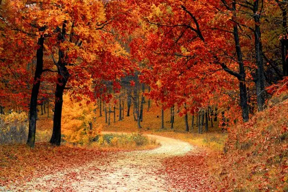 

Fall Road Trees Fall Leaves Nature woodland backgrounds High quality Computer print scenic backdrop