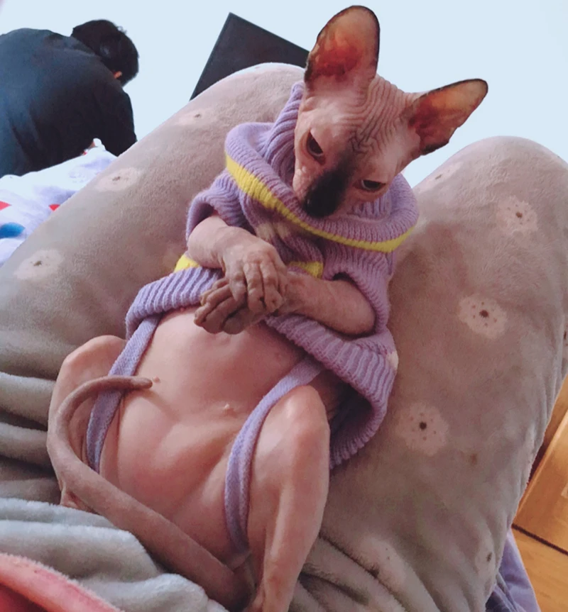 TB2.Uw4nXYqK1RjSZLeXXbXppXa_!!0-rate