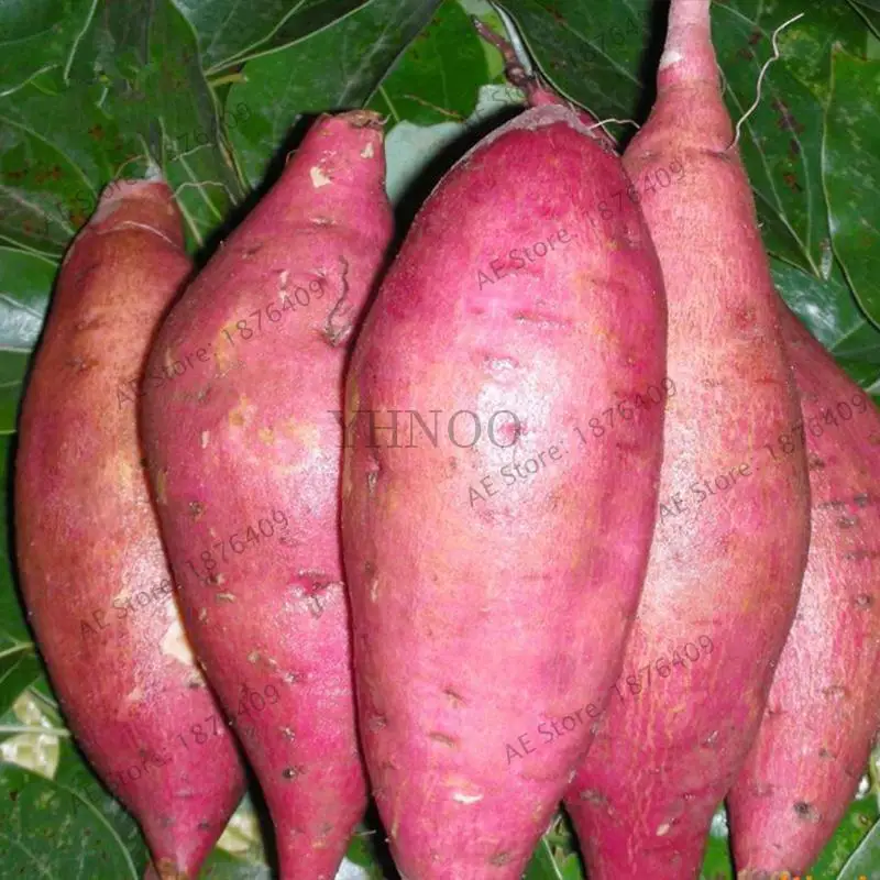 Бонсай 200 шт. фиолетовый сладкий картофель Ipomoea batatas вкусные растения без ГМО овощи для двора фермы посадки - Цвет: 11