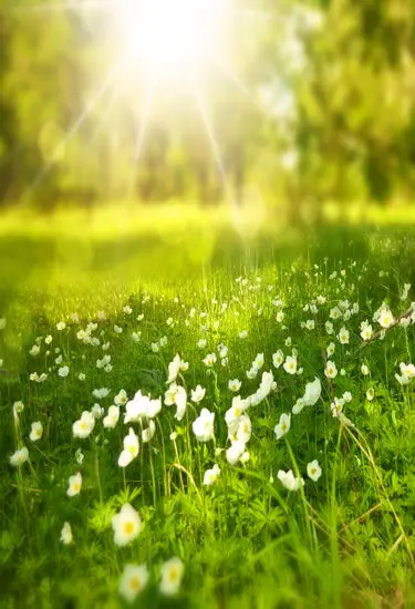 Green Screen Photograph Backgrounds Scenes Forest Sunlight Photographic Photo Backdrops for Studio | Электроника