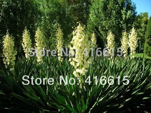 Por Yucca Flower Lots From China 30 Yucca Aloifolia Seeds Rare Aloe Unique Species Of Plants White