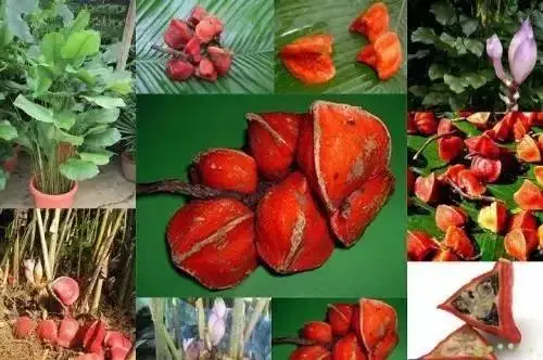 50 г/1 пакет игрушка для кухни белая пудра|Детские кухни| |