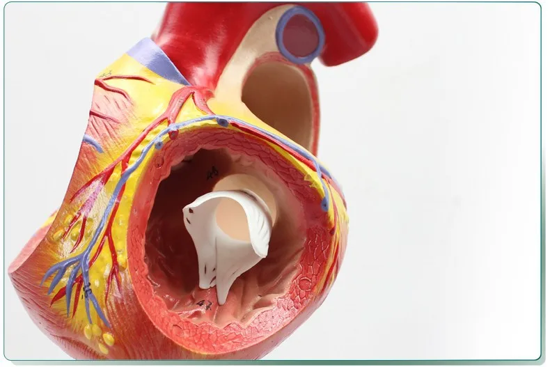 Лист Большой Сердце анатомия модель, четыре Запчасти разложения модель анатомии сердца