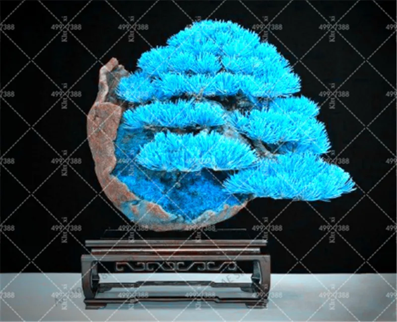 

New! 50 pcs Mini Blue Pine Tree Bonsai Potted Landscape Japanese Five Needle Pine Bonsai Miniascape Pinus Thun,DIY Home Garden