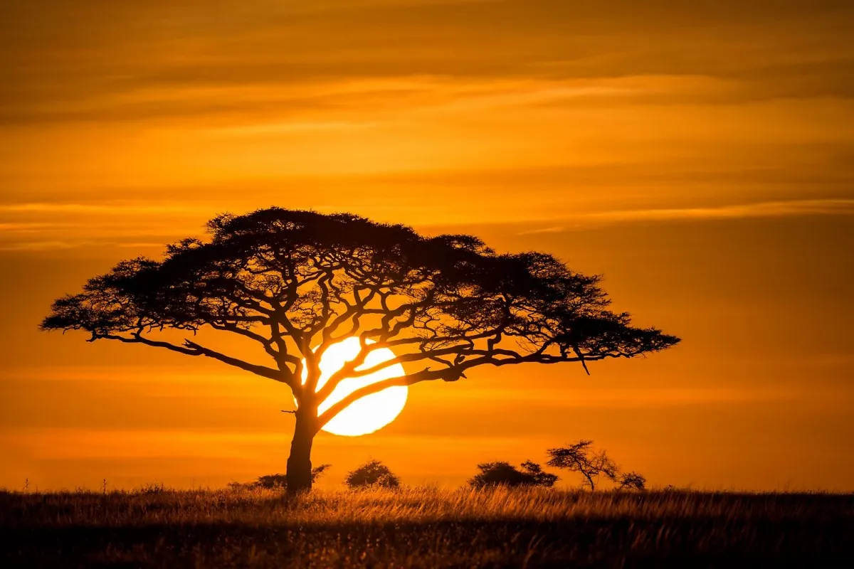 Pôr do sol paisagem da natureza da savana africano árvores gramíneas