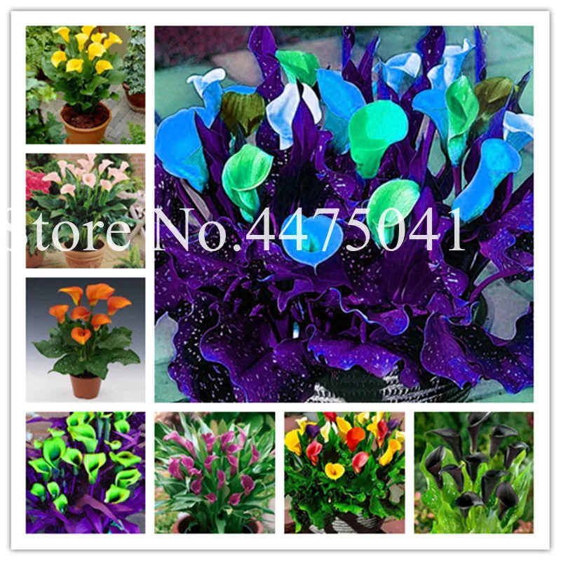 

Rainbow Calla Lily Flower Bonsai Rare Plants ,Flowers For Home -200 Pcs Promotions Bonsai Garden Semillas Diy Gift Easy To Grow
