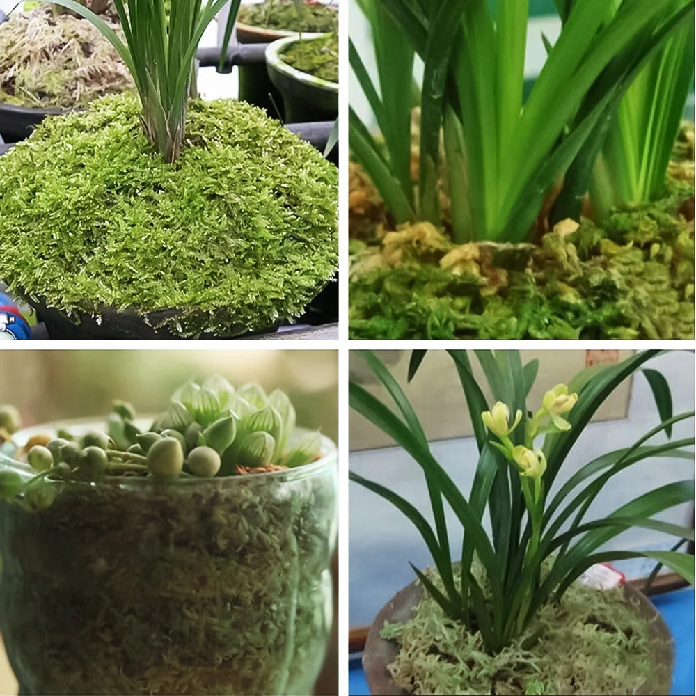 50g//bag Micro Landscape Garden supplies Green Artificial Dried Moss For Plants