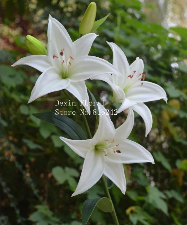 REAL/NATURAL TOUCH FLOWERS Small Tiger Lily Garden Spray in white /pink / yellow for Wedding