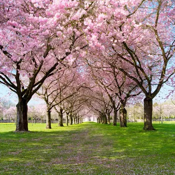 

Digital printing Photography backdrops cherry blossom photography vinyl backgrounds For trip Photography Studio accessories