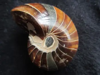 

Nautiloid Ammonite Shell Fossil Specimen from Madagascar