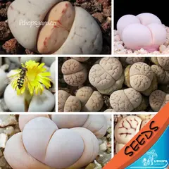 100% свежий Настоящее lithops ruschiorum смешанные сочные кактус Semillas ~ живые камни