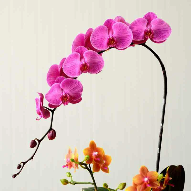 

100 pieces Floral Dancing Like Butterflies Phalaenopsi of Perennial Garden Flowers Represent the Loyalty and Wisdom