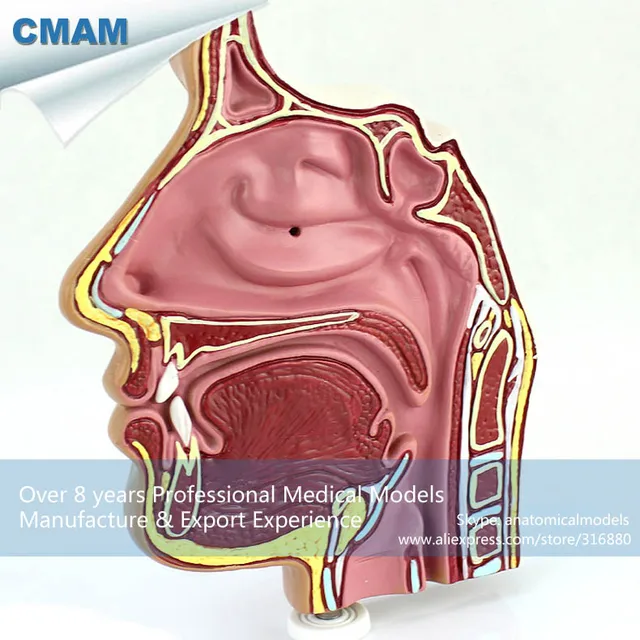 12509 cmam throat04 1 anatomical human sinus nasal ent nose model ent anatomy