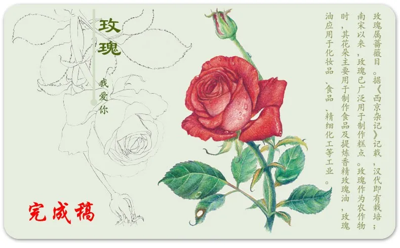 Китайский Цвет карандашный рисунок Романтический цветочных растений Книги по искусству живопись книга 116 страница