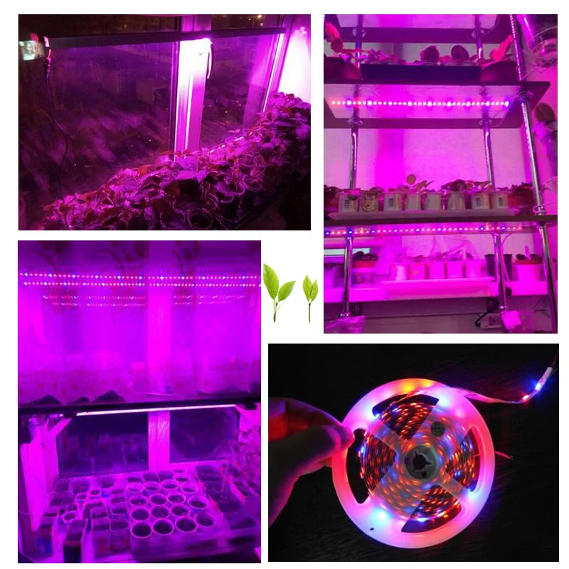 5 м светодиодный светильник для выращивания растений, фито-лампа для выращивания растений, 12 В постоянного тока, 5050 чипов для выращивания овощей, цветов, гидро-теплицы, крытая палатка для гроубокс