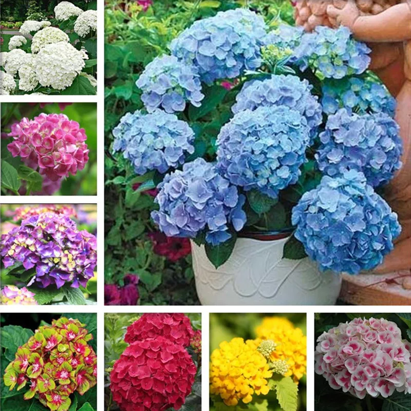 Multiple Color Choices Hydrangea Bonsai Perennial Flower plant