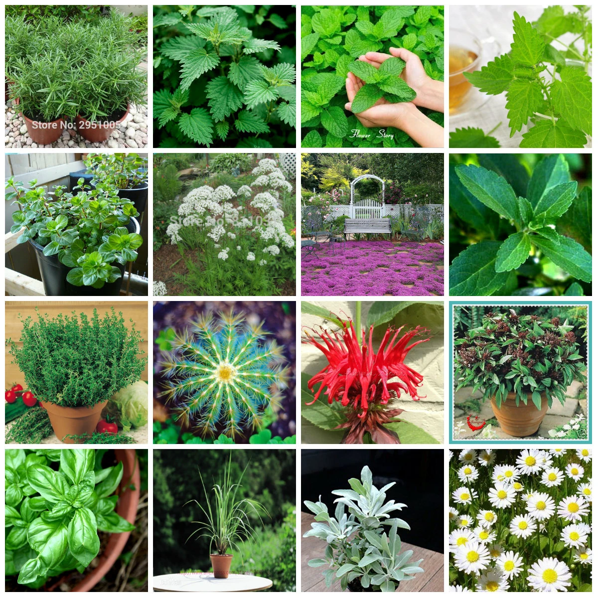 almacenamiento repollo orden 15 Tipos De Hierbas Semillas Jardín de DIY Maceta O Jardín hierbas Semillas  Semillas de Plantas Fáciles de Cultivar Para Home Garden  Semillas|kind|kinds plants - AliExpress