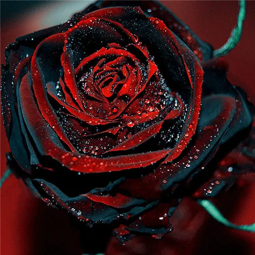

Hot Sale New Professional Pack Red Black Rare Rose Plant ling Garden 100 / pack