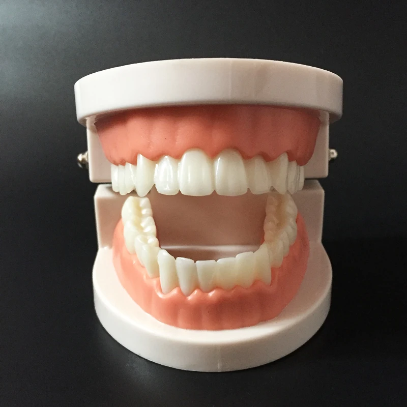 

Pro White Adult Standard Dental Teaching Study Typodont Demonstration Tool Teeth Model