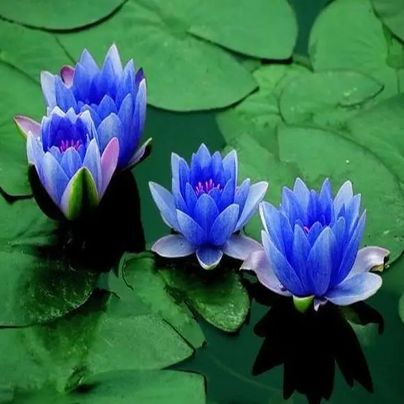 10PC Water font b blue b font font b lotus b font seed Hydroponic flowers small