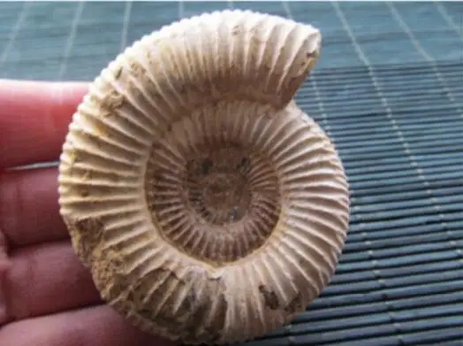 

NATURAL BIG DOUVILLEICERAS AMMONITE FOSSIL CONCH \Free Shipping 80-100g
