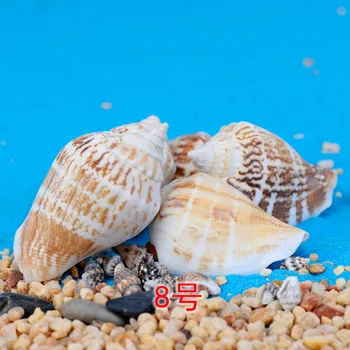 

10-30PC set micro landscape of the conch seascape accessor shells wax snail fish tank world Marine DIY materials Home decoration