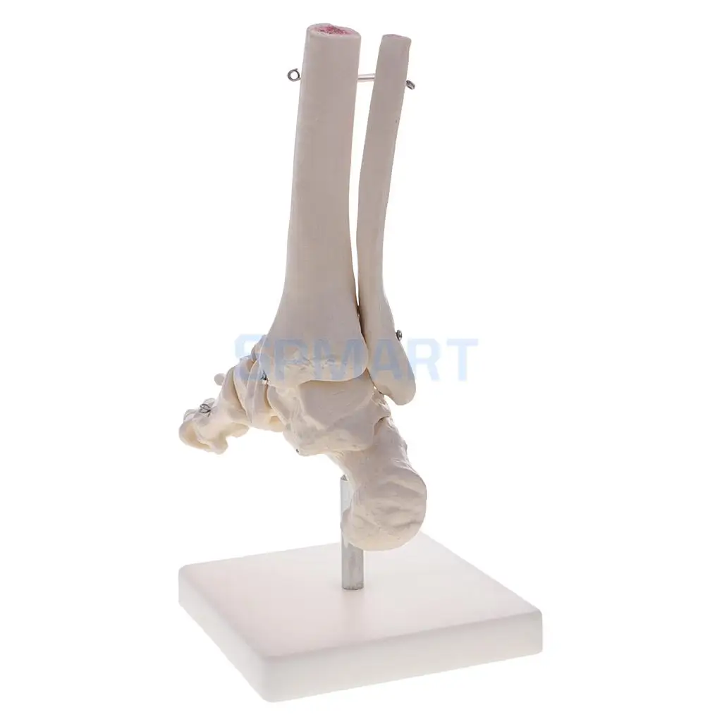 1:1 Human Knee Joint Skeleton +Human Foot & Ankle Joint Model School Teaching Display Lab Supplies Kits