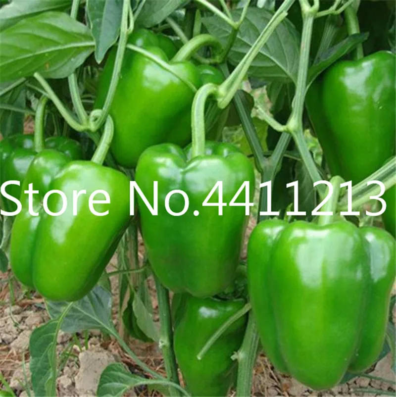 Перец Долма Купить Семена