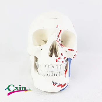 

Human skull model muscle starting point digital explanation medical teaching