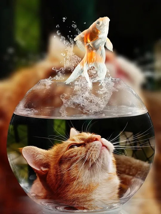 

5d diamond painting full drill square Diamond "Cat and goldfish" Cross Stitch Rhinestone Mosaic Painting deco maison