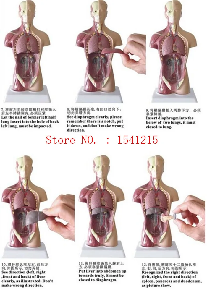 torso instalar -1