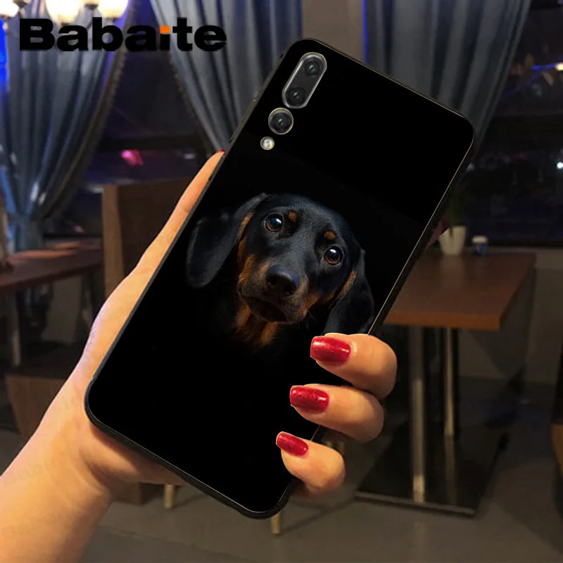 black Dachshund Doberman Dog face