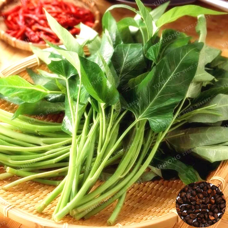 

Spinach Bonsai(Ipomoea Aquatica Forsk)Nutrient-Rich Green Vegetables Vegetables Bonsai for Home Garden Planting 20 pcs Potted
